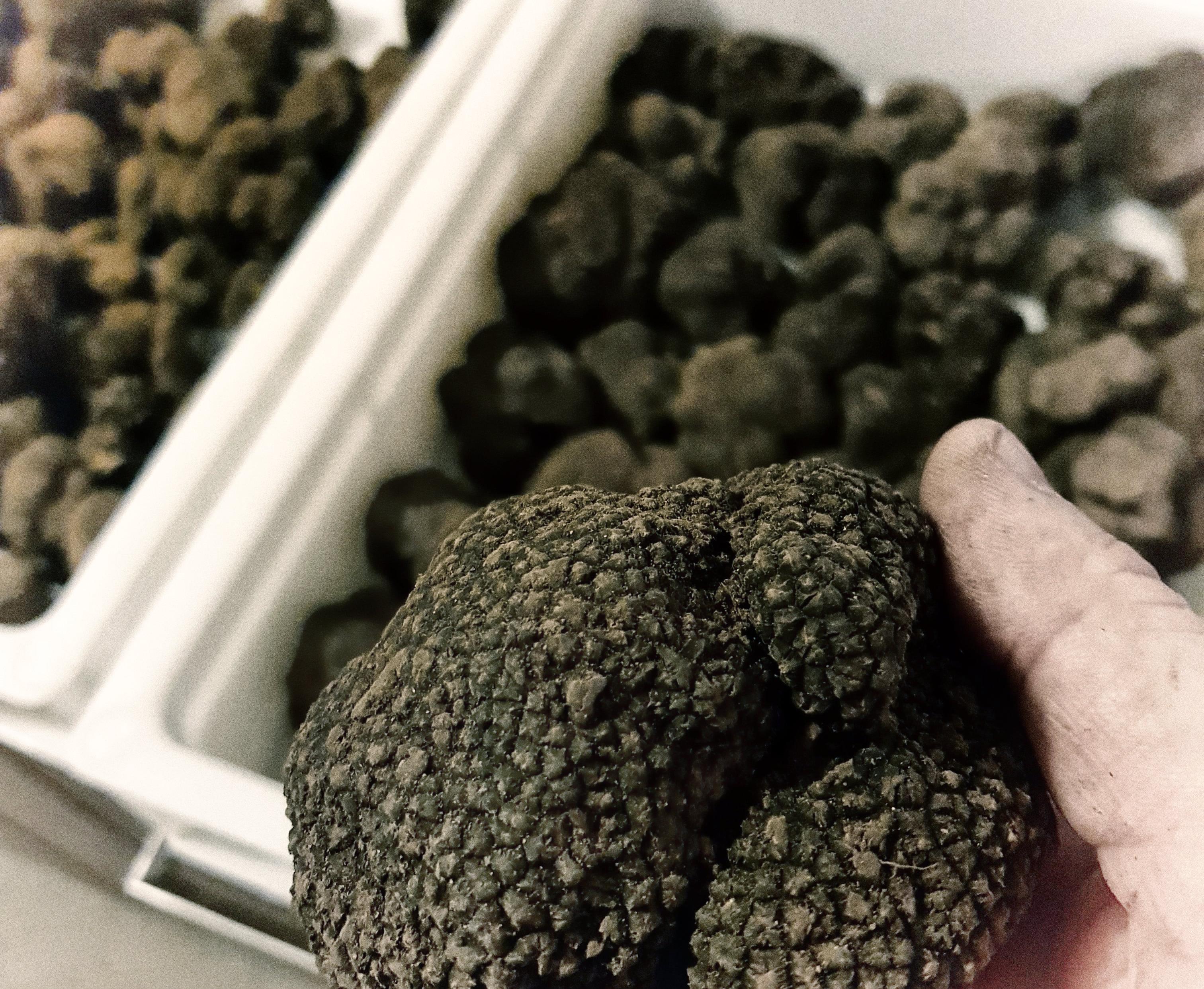 Maison aux mille truffes tuber aestivum