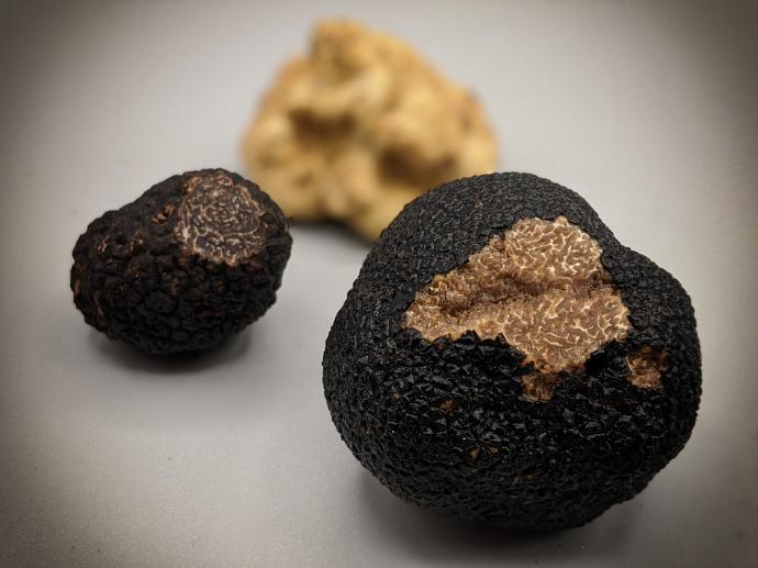 Truffe fraîche