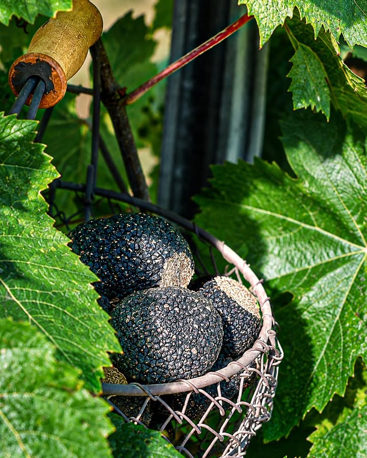 Avis aux amateurs de truffes !
