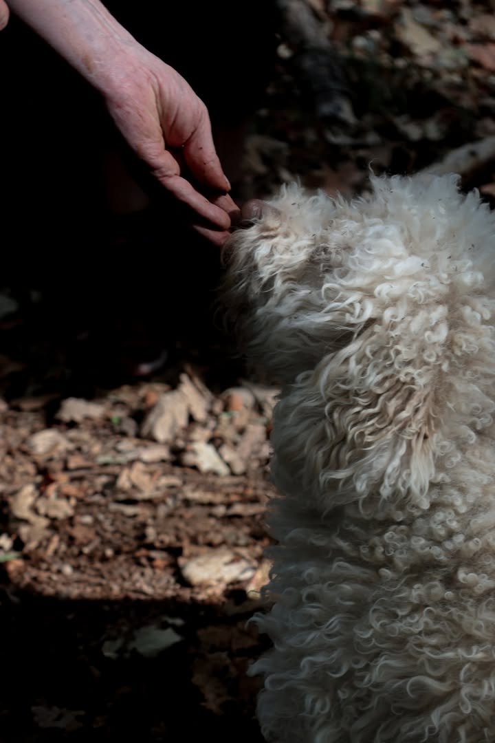 Taïga, c’est bien plus que notre mascotte… C’est notre chercheuse de