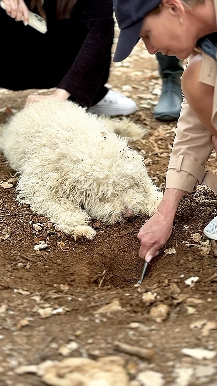 Pourquoi ce serait toujours moi qui chercherais les truffes ?