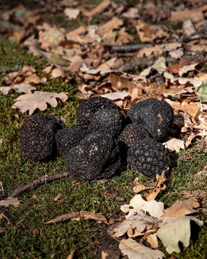 Dans nos sous-bois, la saison de la Truffe de Bourgogne bat son plein
